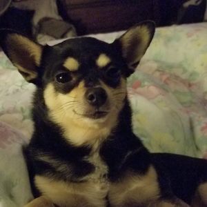 Meet your Posher, Ginger